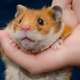 iStock
